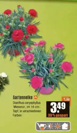 V Baumarkt Gartennelke Angebot