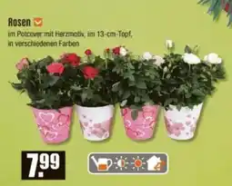 V Baumarkt Rosen Angebot