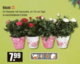 V Baumarkt Rosen Angebot