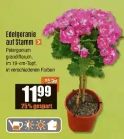 V Baumarkt Edelgeranie auf Stamm Angebot