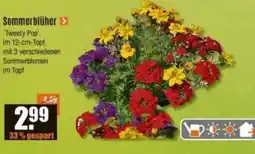 V Baumarkt Sommerblüher Angebot
