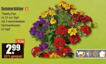 V Baumarkt Sommerblüher Angebot