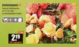 V Baumarkt Knollenbegonie Angebot
