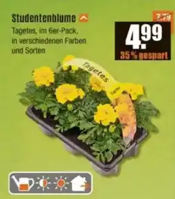 V Baumarkt Studentenblume Angebot