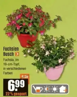 V Baumarkt Fuchsien Busch Angebot