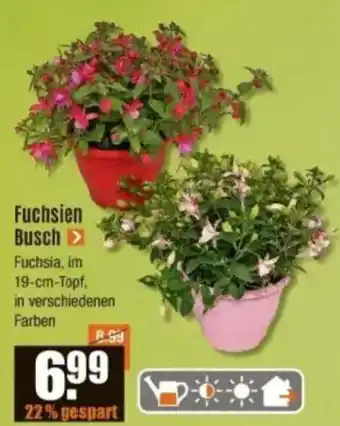 V Baumarkt Fuchsien Busch Angebot
