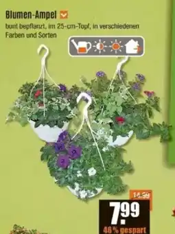 V Baumarkt Blumen-Ampel Angebot