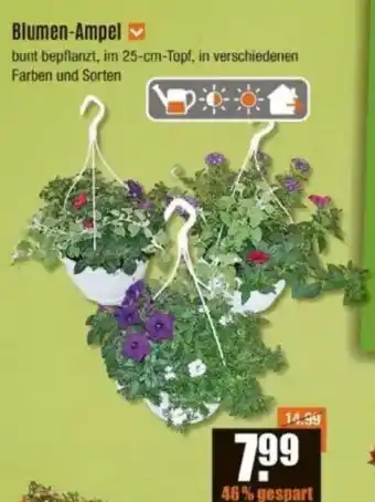 V Baumarkt Blumen-Ampel Angebot