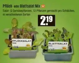 V Baumarkt Pflück- oder Blattsalat Mix Angebot