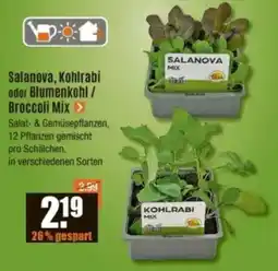 V Baumarkt Salanova, Kohlrabi oder Blumenkohl/ Broccoli Mix Angebot
