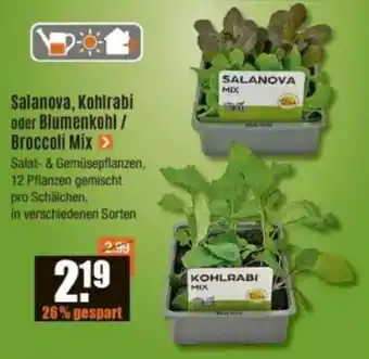 V Baumarkt Salanova, Kohlrabi oder Blumenkohl/ Broccoli Mix Angebot