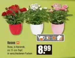 V Baumarkt Rosen Angebot