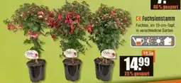 V Baumarkt Fuchsienstamm Angebot