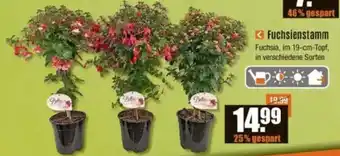 V Baumarkt Fuchsienstamm Angebot