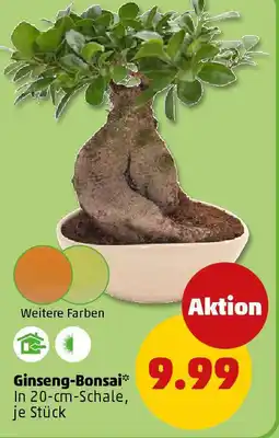 PENNY Ginseng-Bonsai Angebot
