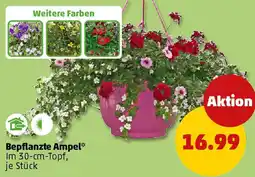 PENNY Bepflanzte Ampel Angebot