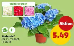 PENNY Hortensie* Angebot