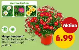 PENNY Margeritenbusch Angebot