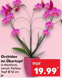 Kaufland Orchidee im Übertopf Angebot