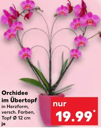 Kaufland Orchidee im Übertopf Angebot