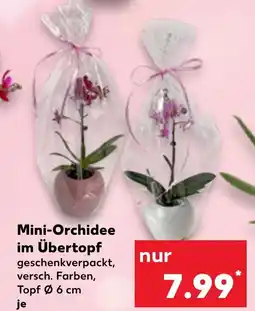 Kaufland Mini-Orchidee im Übertopf Angebot