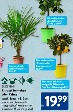 Aldi Süd GARDENLINE Zitrusstämmchen oder Palme Angebot