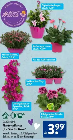Aldi Süd GARDENLINE Gartenpflanze ,,La Vie En Rose" Angebot
