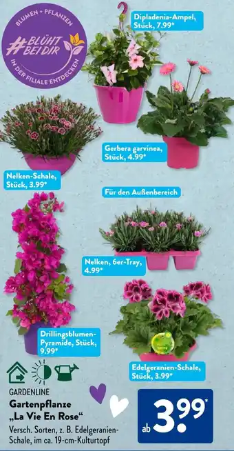 Aldi Süd GARDENLINE Gartenpflanze ,,La Vie En Rose" Angebot
