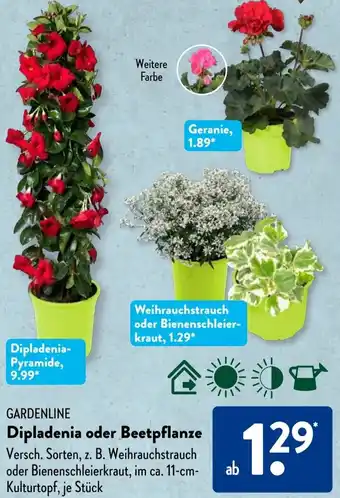 Aldi Süd GARDENLINE Dipladenia oder Beetpflanze Angebot