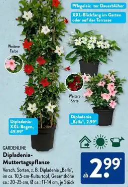 Aldi Süd GARDENLINE Dipladenia Muttertagspflanze Angebot
