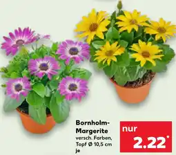 Kaufland Bornholm Margerite Angebot