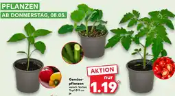 Kaufland Gemüsepflanzen Angebot