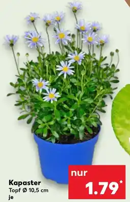 Kaufland Kapaster Angebot