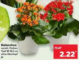 Kaufland Kalanchoe Angebot