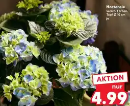 Kaufland Hortensie Angebot