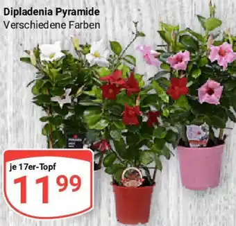 Globus Dipladenia Pyramide Angebot