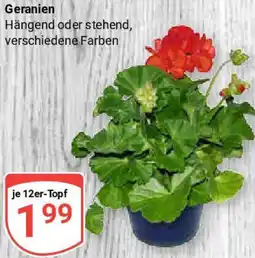Globus Geranien Angebot
