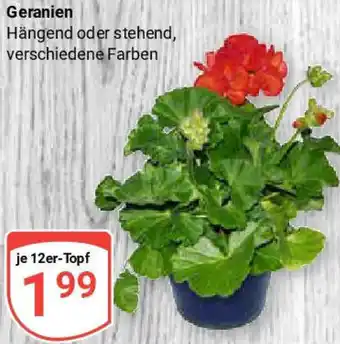 Globus Geranien Angebot