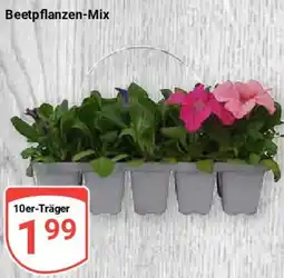 Globus Beetpflanzen-Mix Angebot