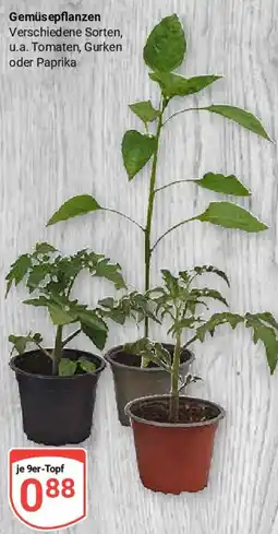 Globus Gemüsepflanzen Angebot