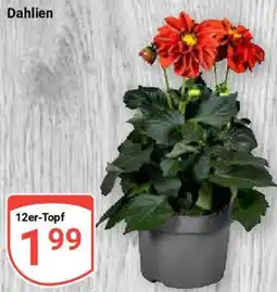 Globus Dahlien Angebot