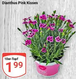 Globus Dianthus Pink Kisses Angebot