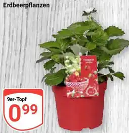 Globus Erdbeerpflanzen Angebot