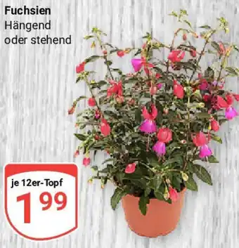 Globus Fuchsien Angebot