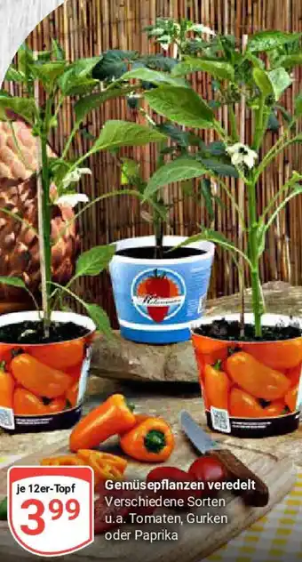 Globus Gemüsepflanzen veredelt Angebot