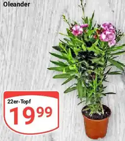 Globus Oleander Angebot