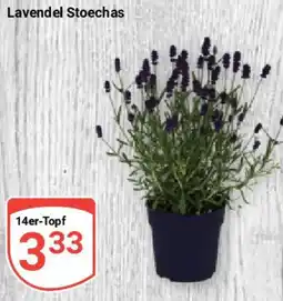 Globus Lavendel Stoechas Angebot