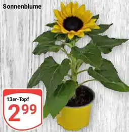 Globus Sonnenblume Angebot