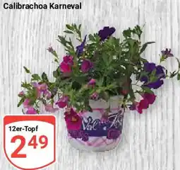 Globus Calibrachoa Karneval Angebot