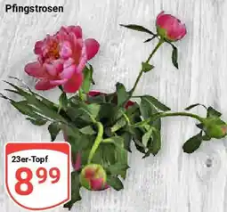 Globus Pfingstrosen Angebot